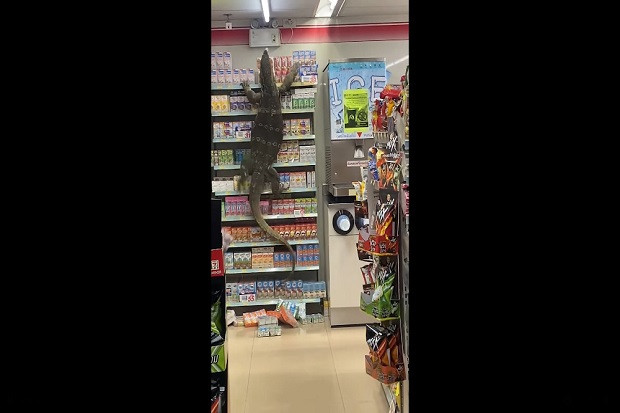 Viral, Biawak Raksasa...