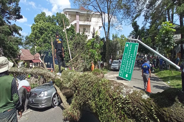 Siang Bolong, Pohon...