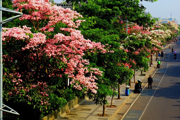 DLH Makassar Tanam 600...