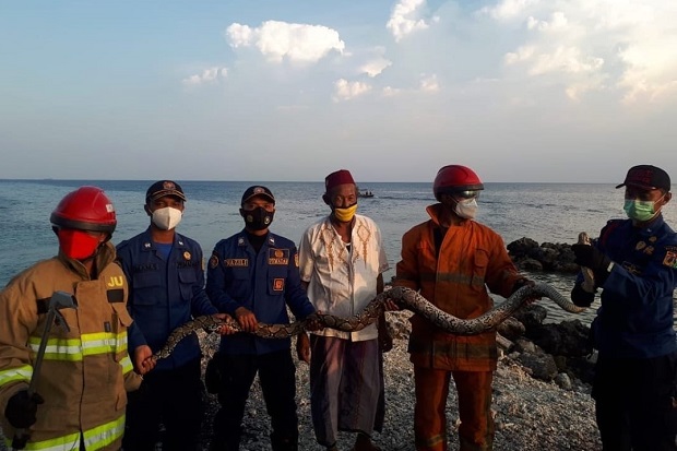 Ular Sanca Sepanjang...