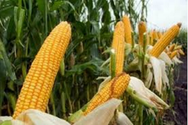 Agro Jawa Barat Ekspansi...