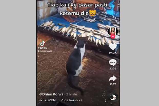 Kucing Berakhlak Ini...
