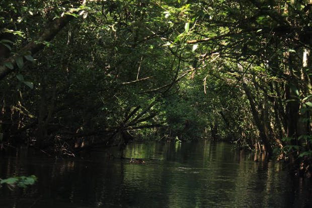 Misteri Hutan di Kutai...