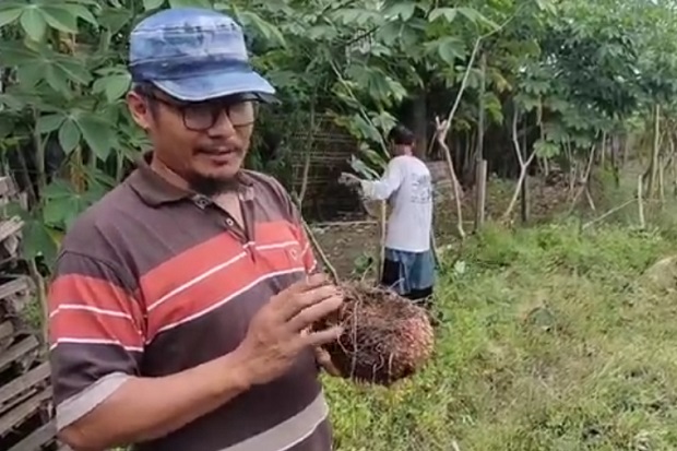 Kisah Sukses Petani...