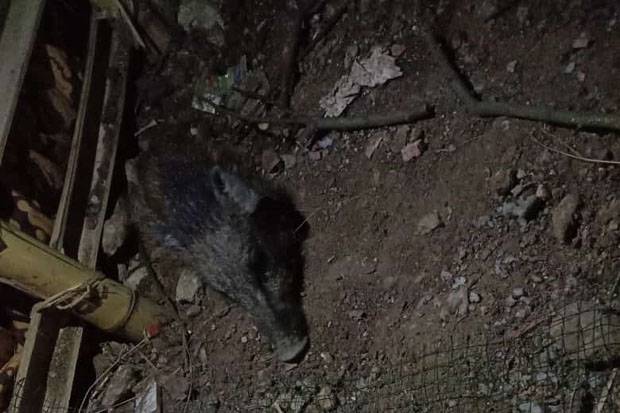 Babi Jadi-jadian di...