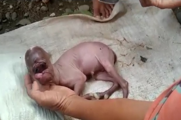 Gempar! Seekor Kambing...