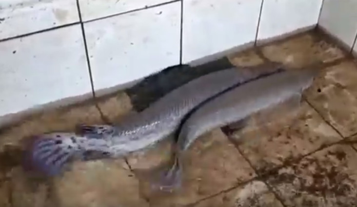 3 Ekor Ikan Aligator...