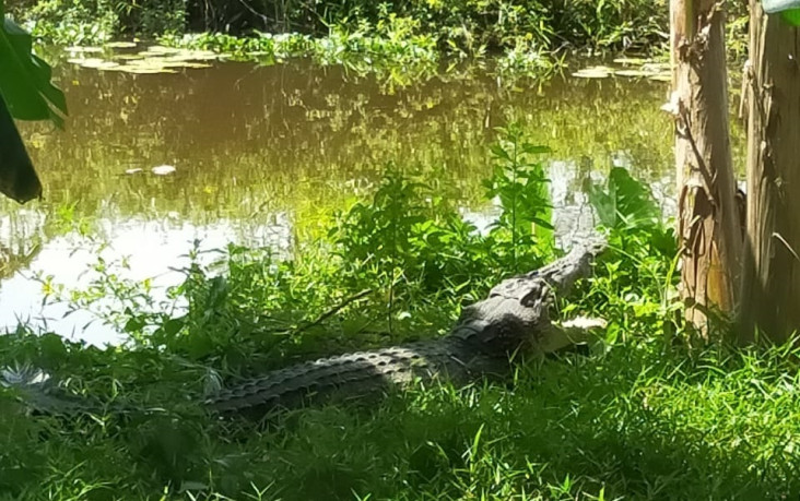 Ngeri, Buaya Berjemur...