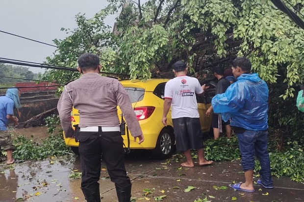 Pohon Tumbang Timpa...