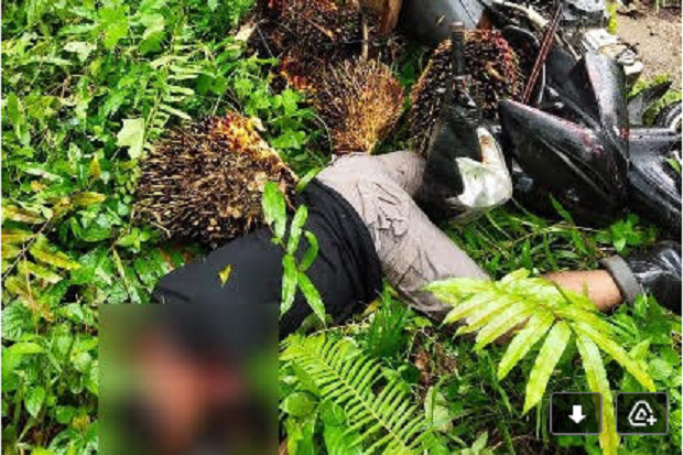 Petani Sawit di Muratara...