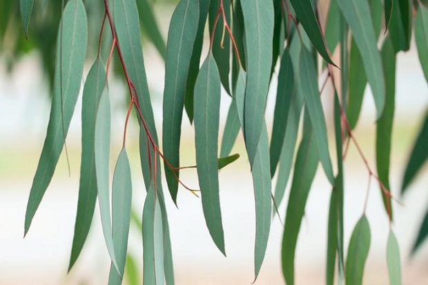 Eucalyptus Jadi Kandidat...