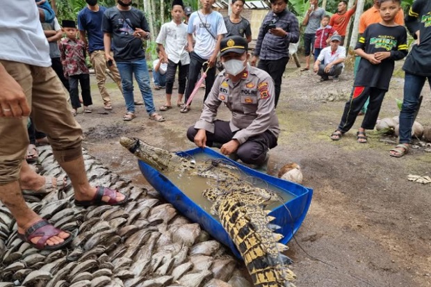 Penampakan Buaya Besar...