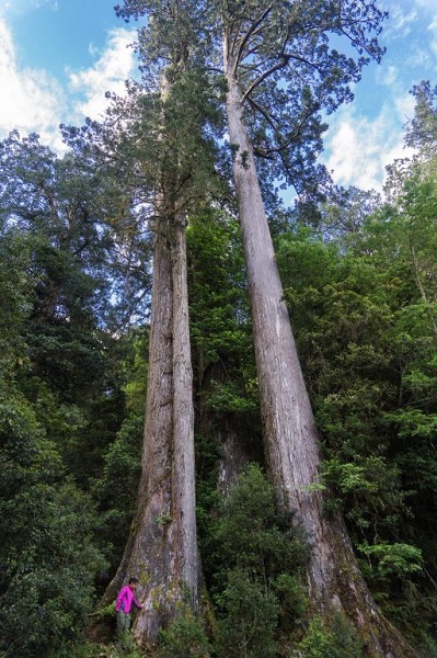 Ada Pohon di Taiwan...