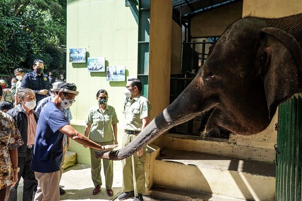 Anak Gajah di Taman...