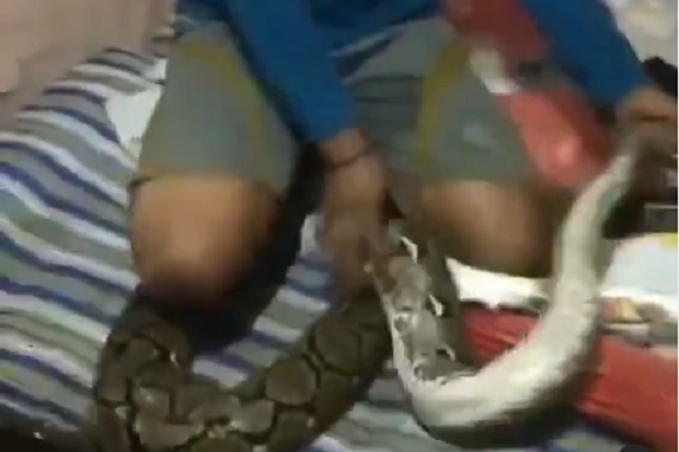 Ngeri! Ular Berukuran...