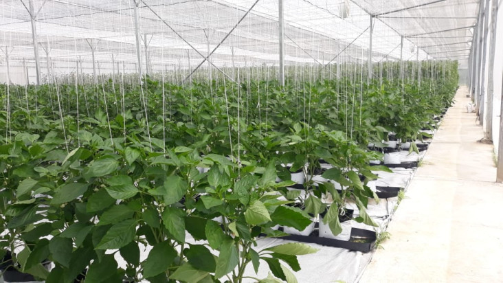 Smart Farming, Greenhouse...