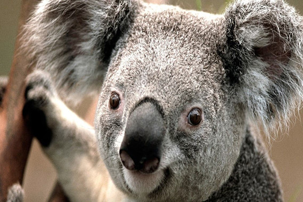 Peneliti Australia Uji...