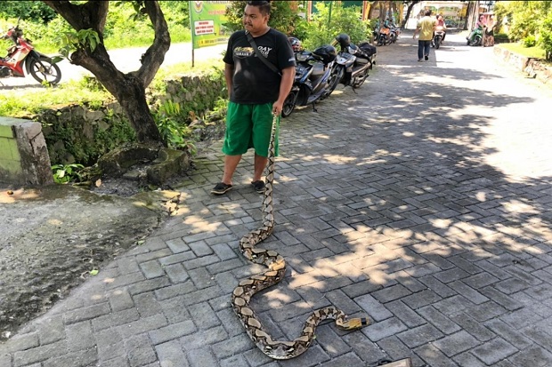 Ular Piton Gemparkan...