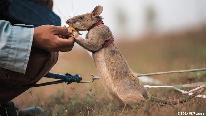 Tikus Cerdas Magawa...