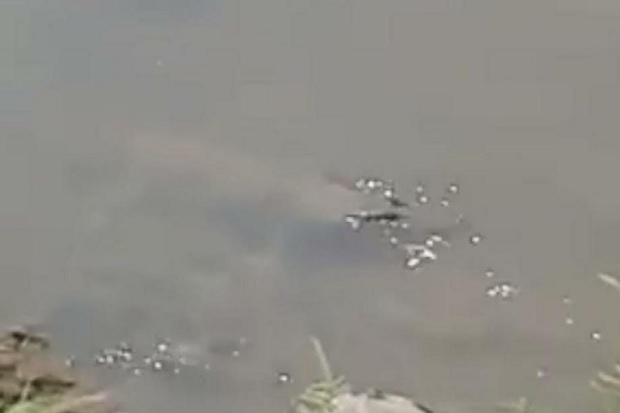 Penampakan Buaya di...