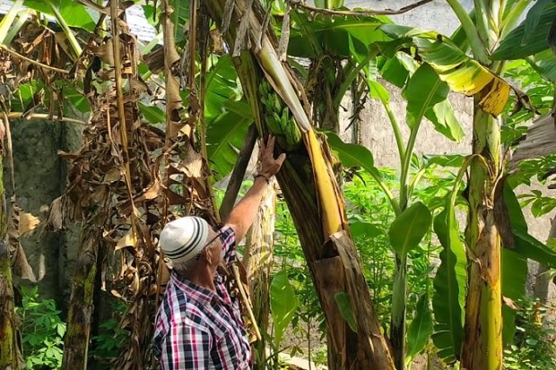 Tak Lazim, Tandan Pisang...