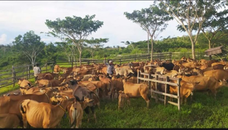 Disulap Jadi Mini Ranch,...