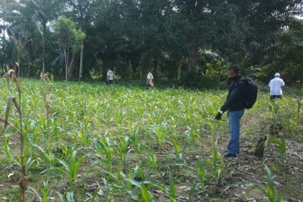 Petani Jagung Lutra...