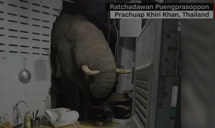 Gajah Tembus Rumah untuk...