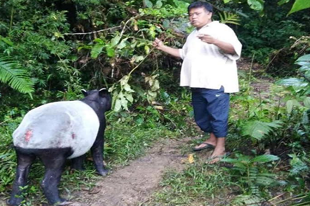 Kemunculan Tapir di...