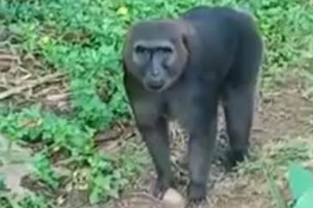 Kera Macaca Maura Serang...