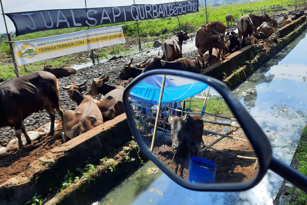 Jelang Idul Adha, DPKP...