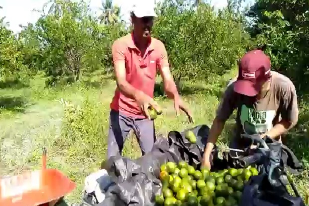Petani di Mamuju Kewalahan...