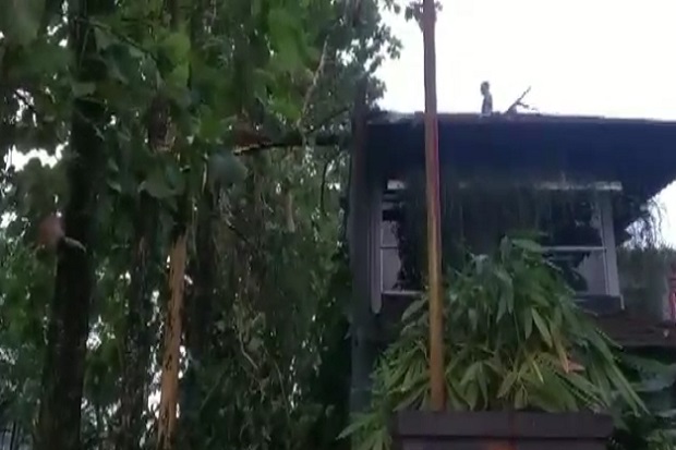 Angin Kencang, Pohon...