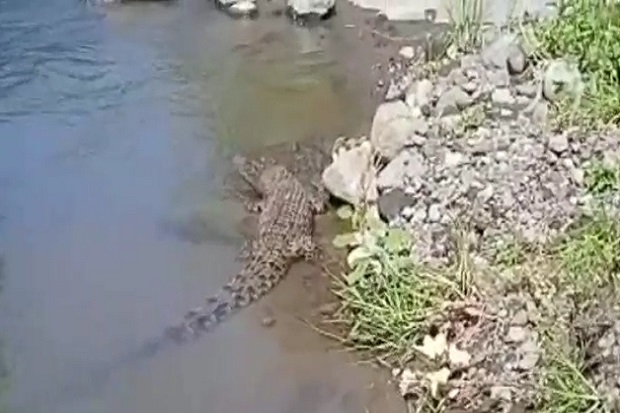 Kemunculan Buaya di...