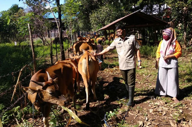 Harga Sapi Kurban di...