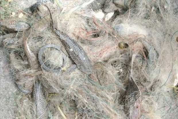 Kini Ikan Sapu-sapu...