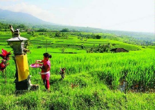 Petani Bali Didorong...