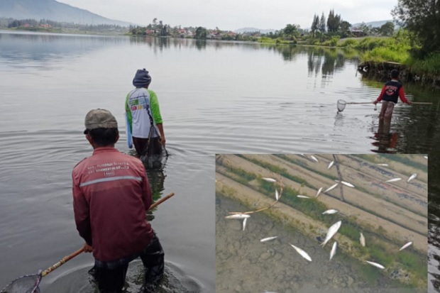 Solok Geger, Ikan di...