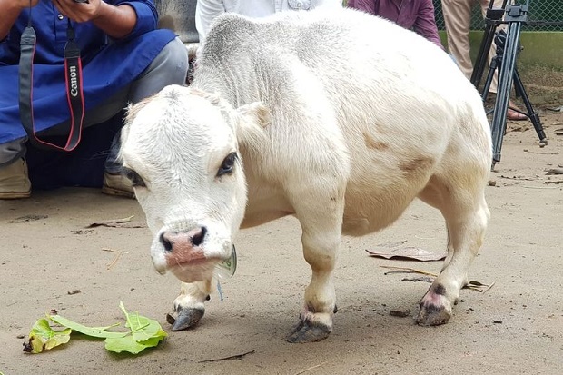 Hanya 51 Cm, Sapi Terpendek...