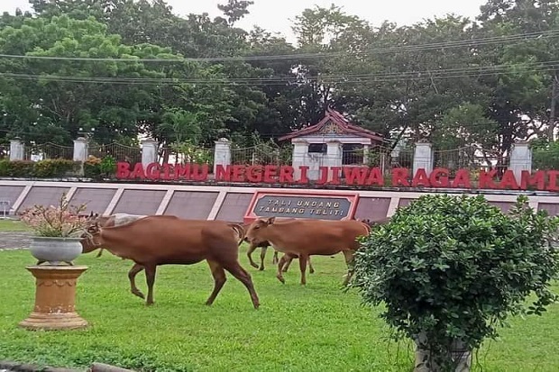 Bikin Geli, Belasan...