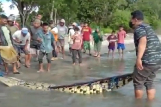 Buaya Raksasa Gemparkan...