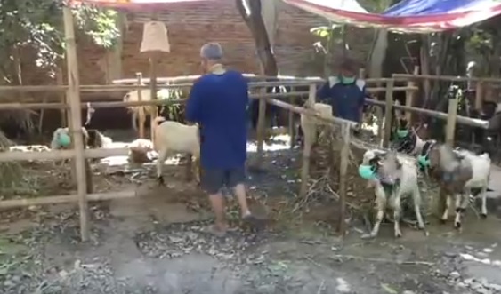 Jelang Idul Adha, Hewan...