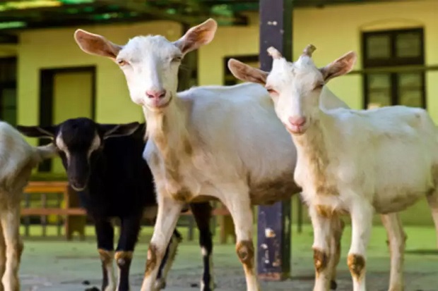 Daging Kambing Tak Sebabkan...