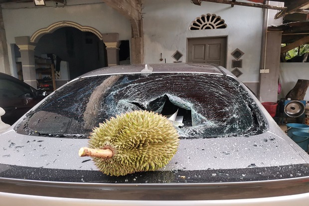Viral, Durian yang Tak...