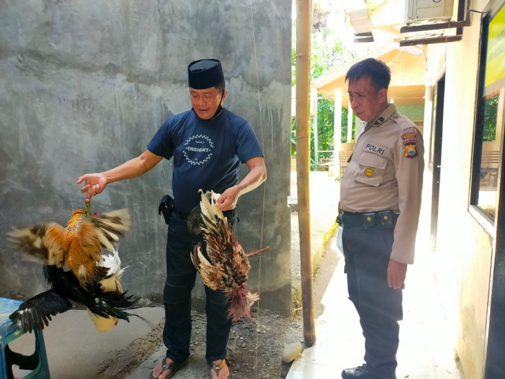 Nekat Judi Sabung Ayam...