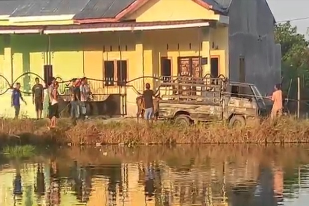 Sapi Kurban Nyebur ke...