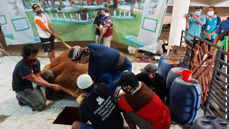 Sapi Presiden Jokowi...