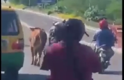 Geger, Sapi Kurban Mengamuk...