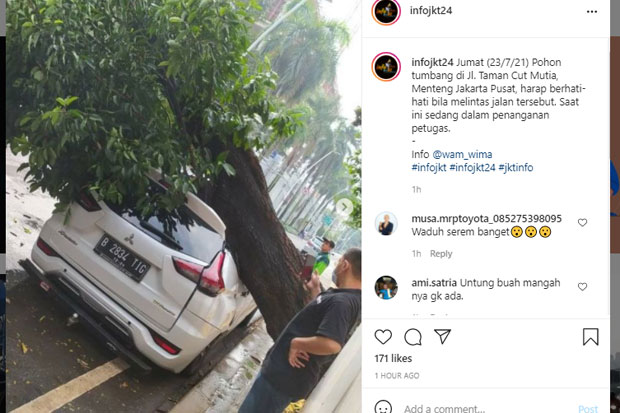 Tertimpa Pohon Besar...
