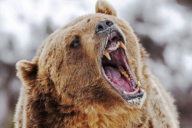 Beruang Grizzly Teror...